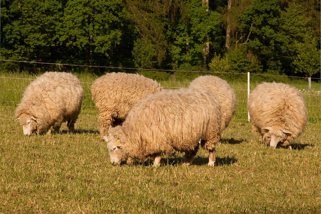 IMG_05114